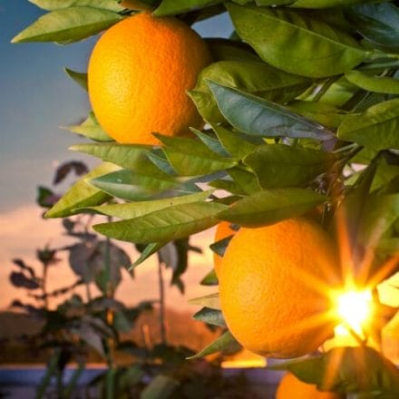 zdravi-citrusi-gnojilo-za citruse