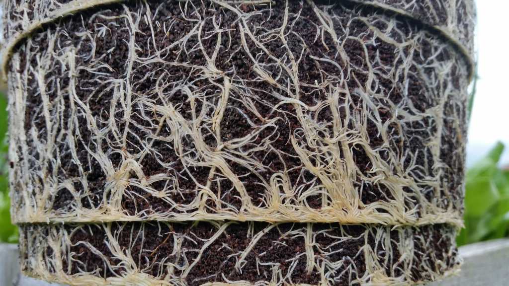 mikoriza za rastline