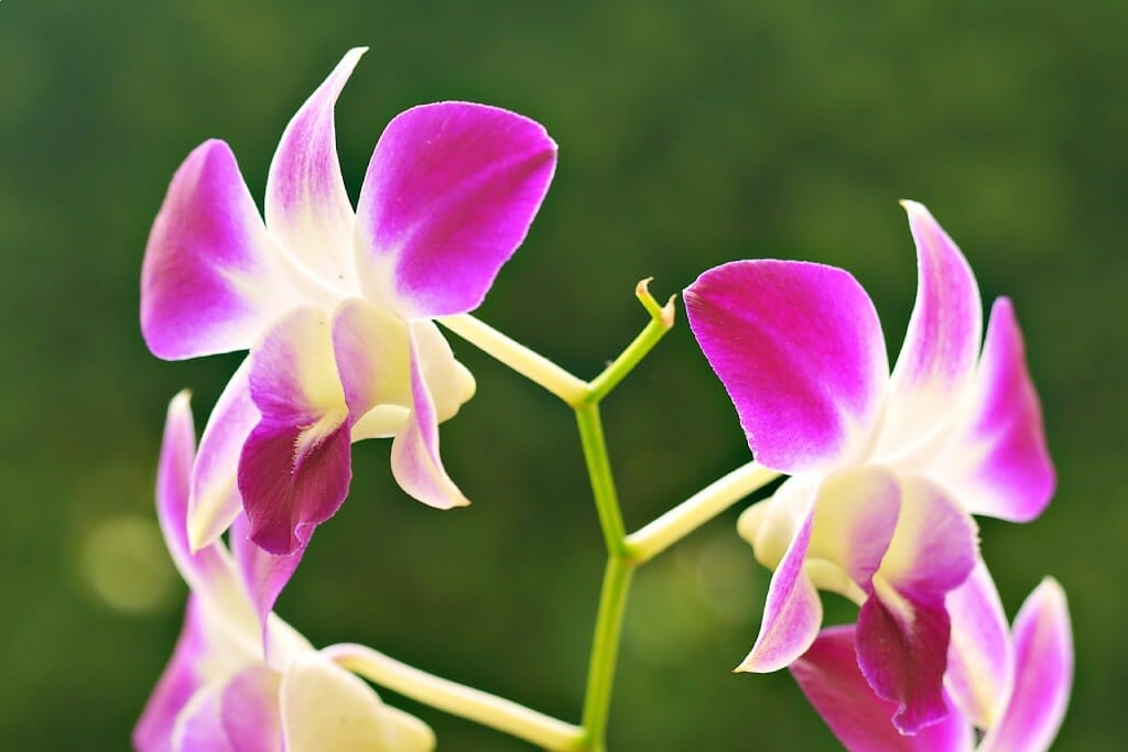 Orhideja Dendrobium
