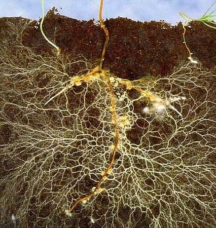 mikoriza na koreninah