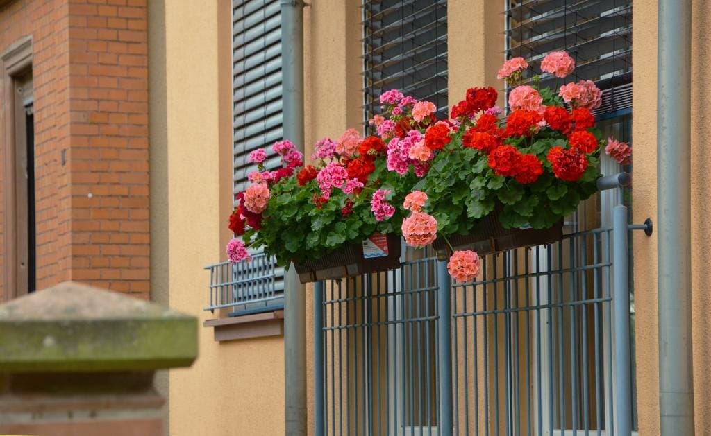 balkonske rože pelargonije