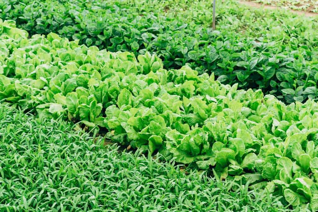 uzgoj salate