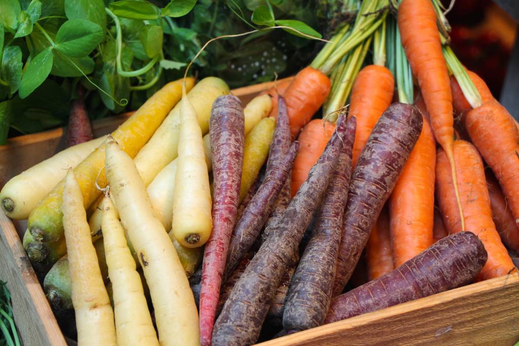 Anbau von Karotten