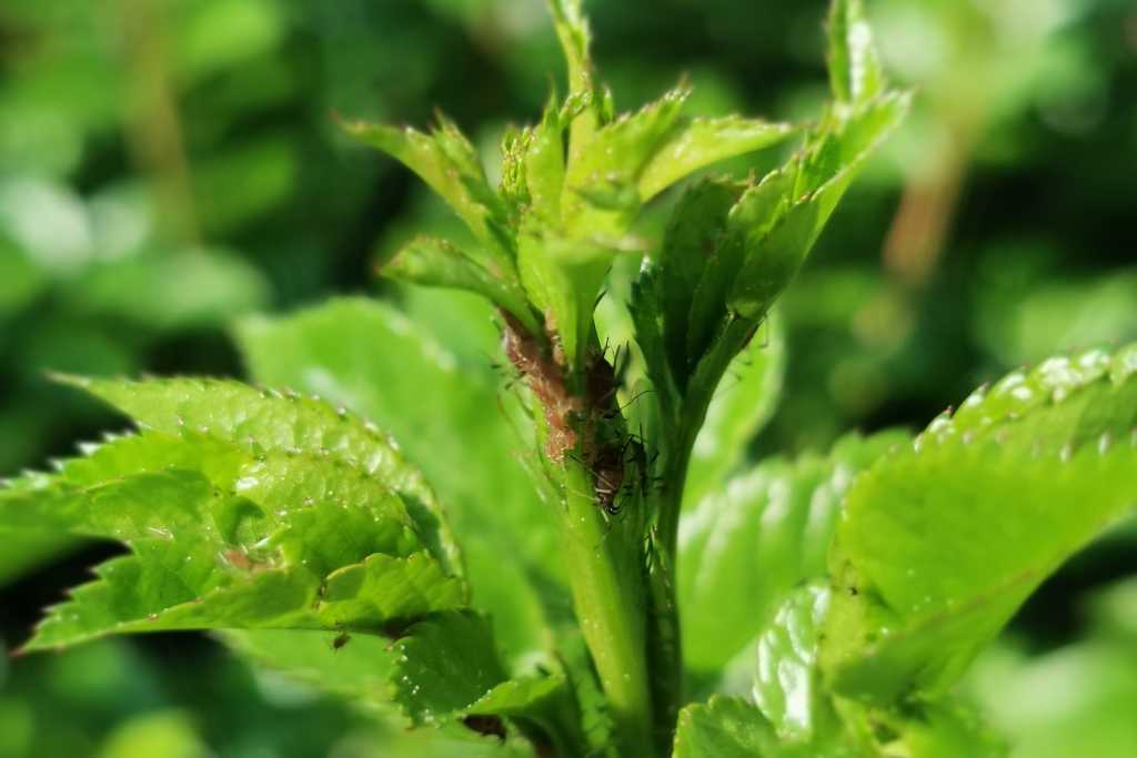 Listne uši - škodljivci rastlin