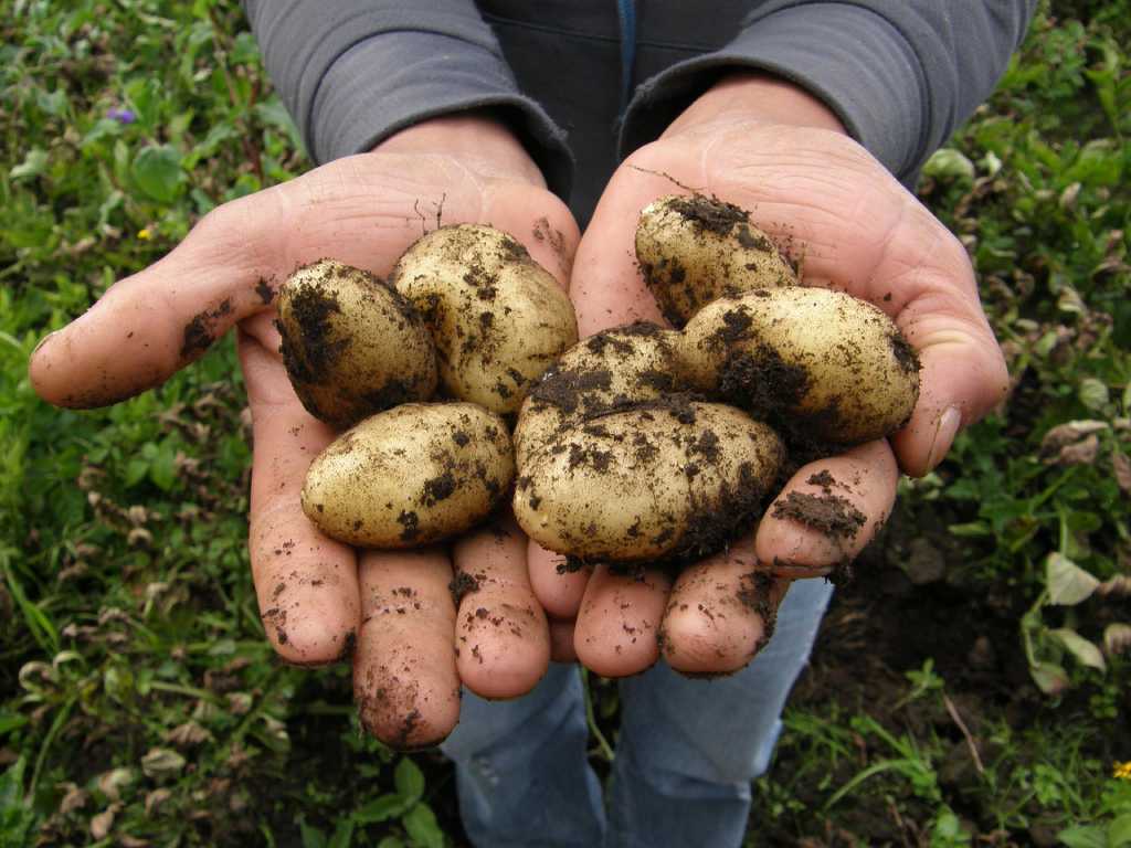 vzgoja krompirja