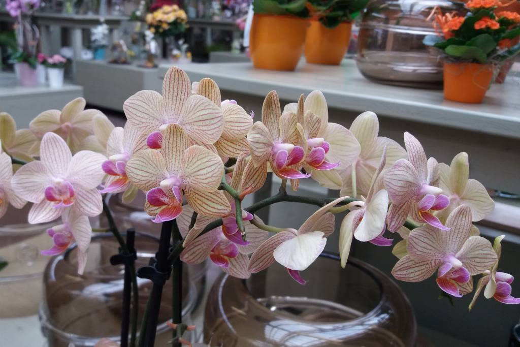 vzgoja orhidej