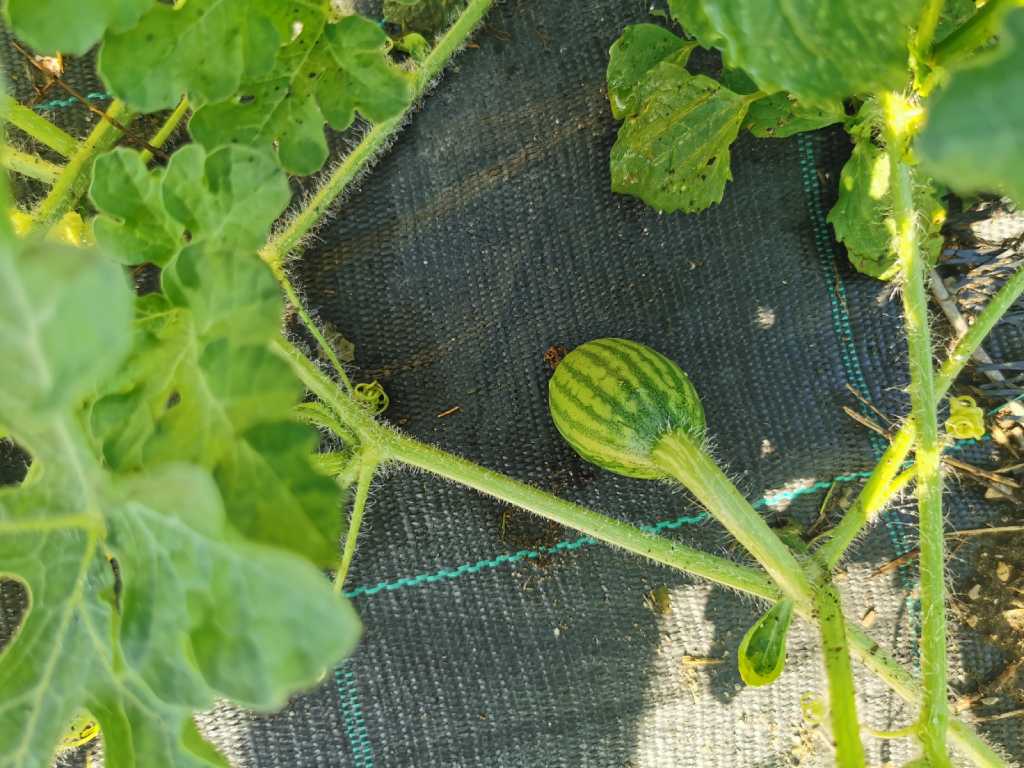 Uzgoj presadnica lubenice