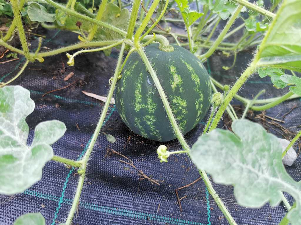 Zemljište za sadnju lubenice