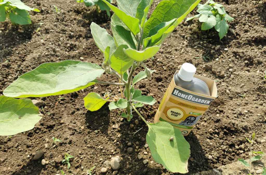 zaščita rastlin koloradski hrošč