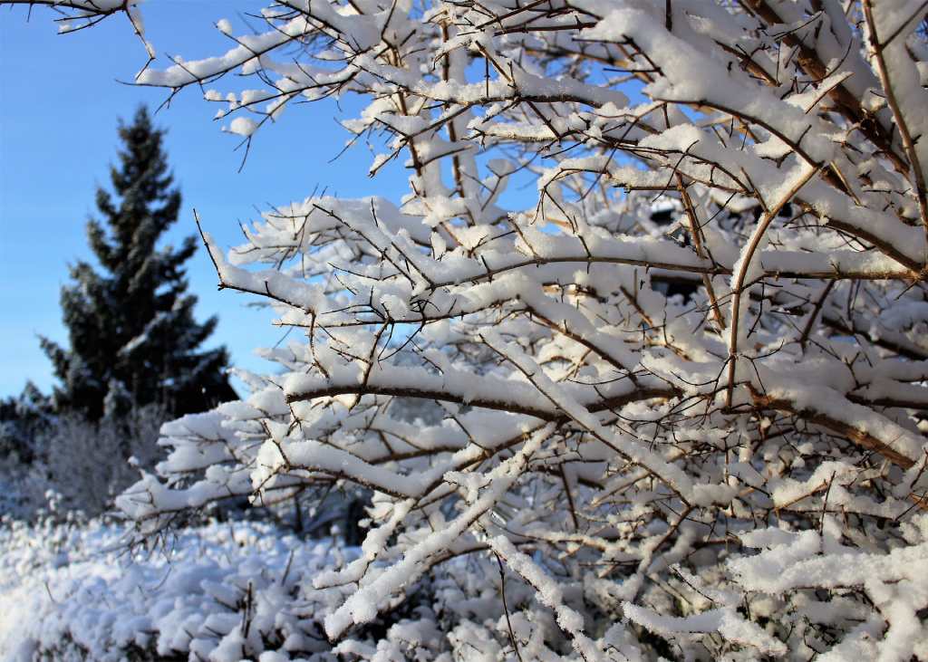 Ukrasno drveće snijeg