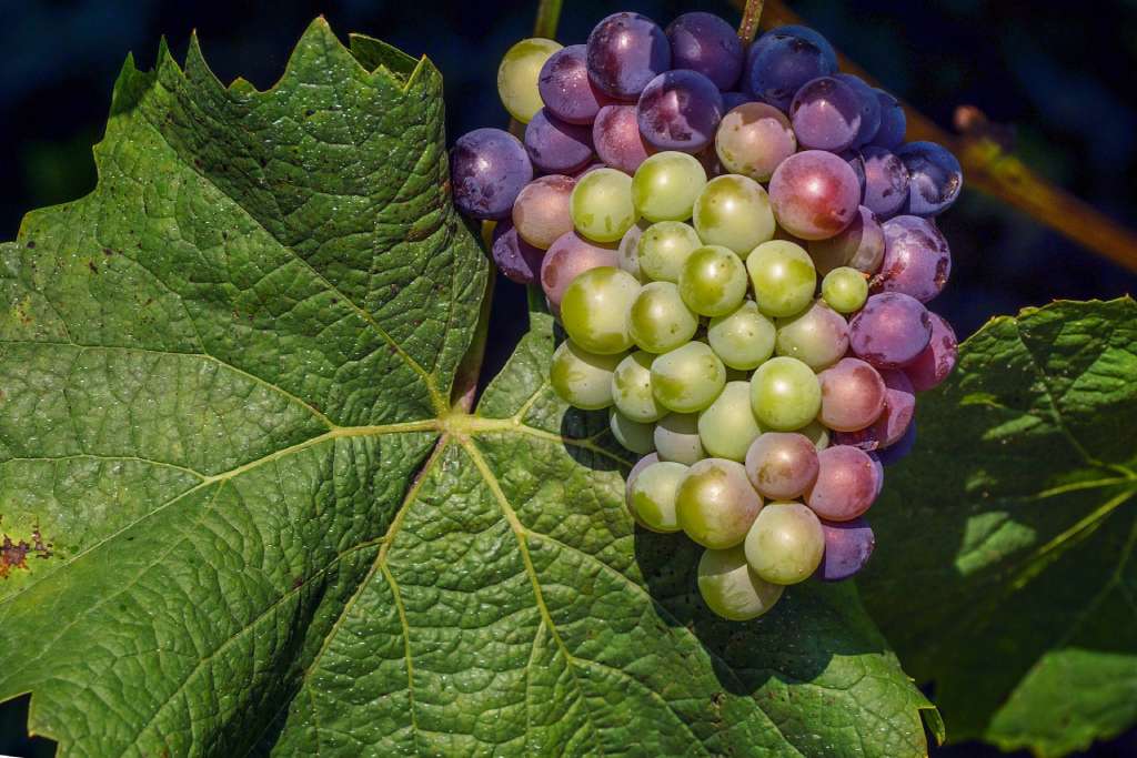 gnojilo za trto grozdje