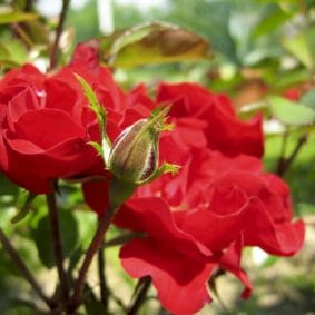 zdrave-vrtnice-gnojilo-za-vrtnice-homeogarden